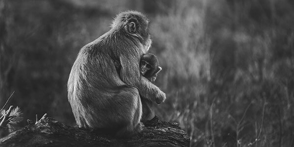 Thanking a monkey